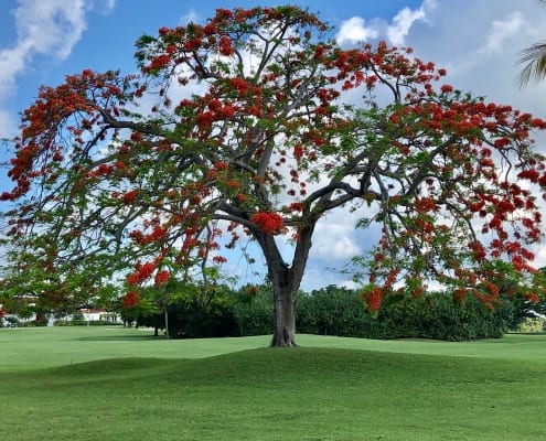 Royal Poinciana - Indian Creek Country Club