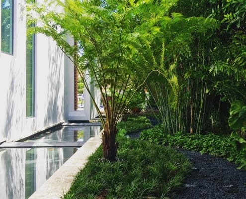 Australian Fern - LaGorce Island - Miami Beach