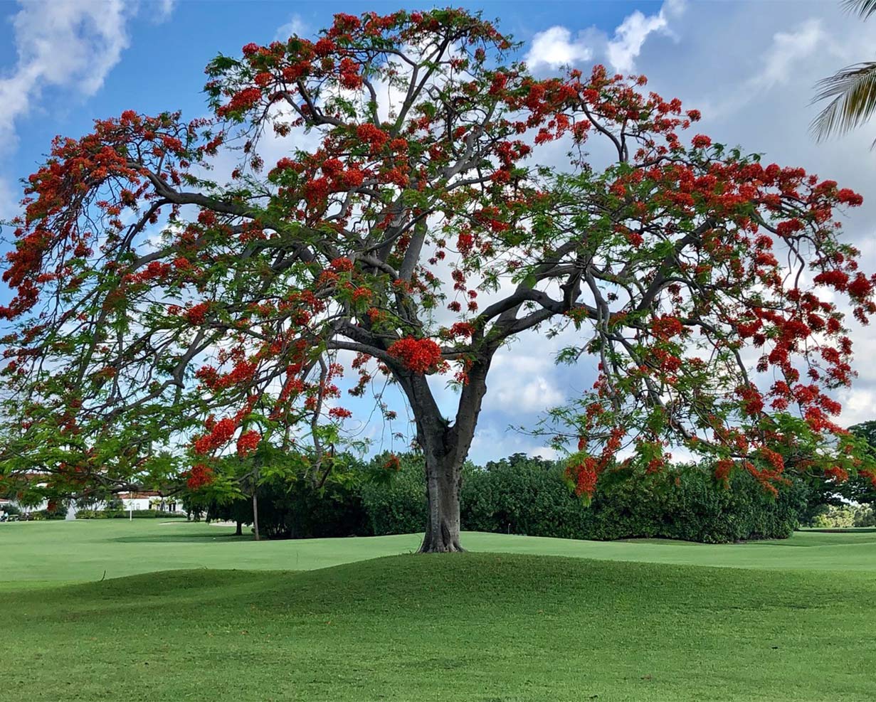 Country-Club-Landscaping-Miami